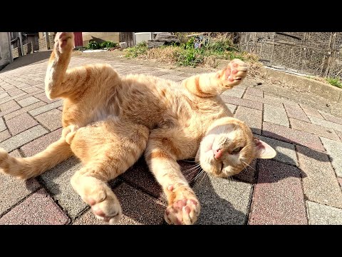 強そうな茶トラ猫に「甥っ子の子猫達と遊んであげて！」と頼まれた(YouTube)
