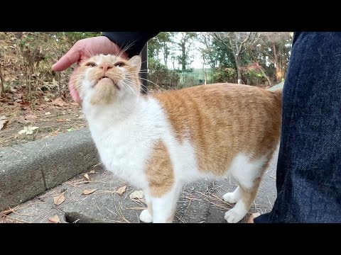 人懐っこい茶シロ猫が「モフって！モフって！」とおねだりしてきた(YouTube)