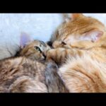 猫見知りな子供猫が先輩猫と０距離になりました。(YouTube)