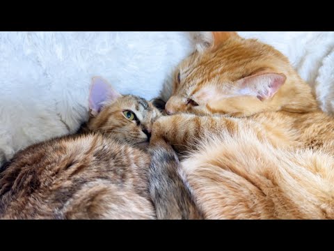 猫見知りな子供猫が先輩猫と０距離になりました。(YouTube)