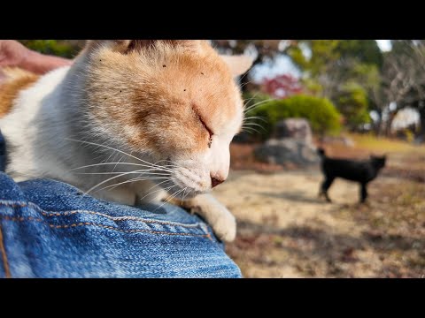 公園のベンチに猫がいたので座ったら膝の上にに乗ってきた(YouTube)