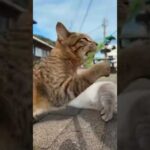 遊んでたら運動神経のいい野良猫が参戦してきた😁(YouTube)