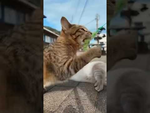 遊んでたら運動神経のいい野良猫が参戦してきた😁(YouTube)