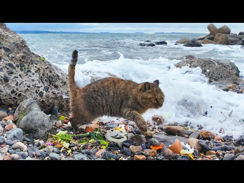 波に打たれながら海辺の生ゴミをあさる野良猫たち(YouTube)