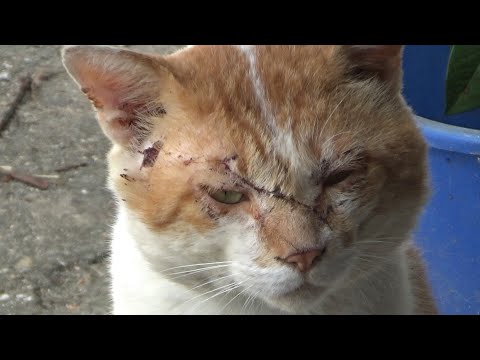 いつも負傷してやって来る百戦錬磨の猫(YouTube)