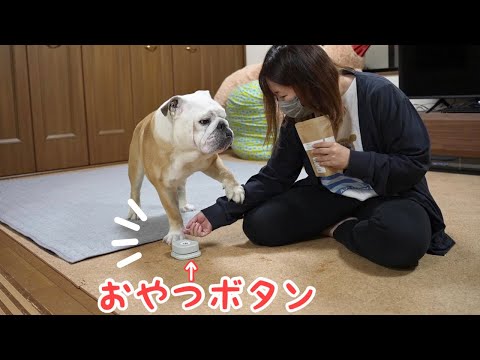 【神回】オヤツを貰えるボタンだと思って必死にママの腕を押し続けるブルドッグが可愛すぎた！(YouTube)