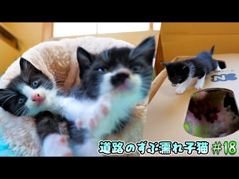 保護初日から子猫達を守ってきたダンボールハウスがついにその役目を終えました🐈🐈🏡【道路のずぶ濡れ子猫 #18】(YouTube)