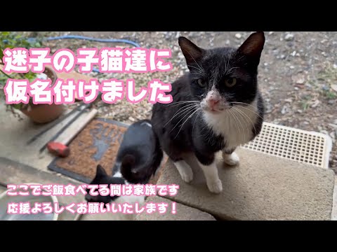 迷子の子猫達に仮名を付けました ここでご飯を食べている間は家族 応援宜しくお願い致します  【2023 12 23-2】(YouTube)