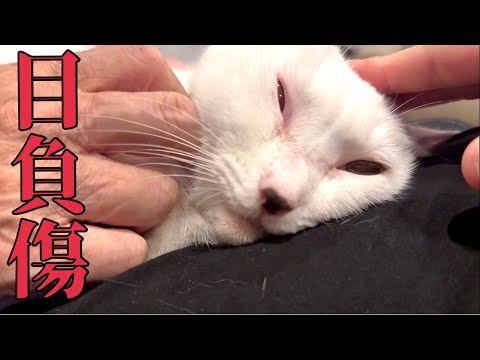 最強ボス猫が誰かに目をヤられました(YouTube)