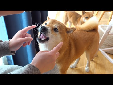 我が家の柴犬はこれを言うと機嫌がいいかどうかがわかる。(YouTube)