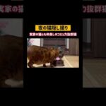 夜の猫さん隠し撮り🐈📹  #shorts(YouTube)