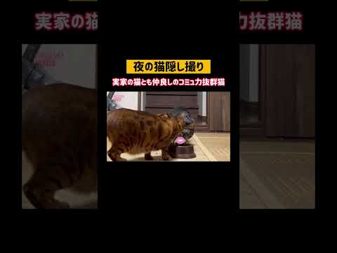 夜の猫さん隠し撮り🐈📹  #shorts(YouTube)