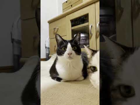 「おやつ」に反応する猫 #ひのき猫 #cat #猫 #保護猫(YouTube)