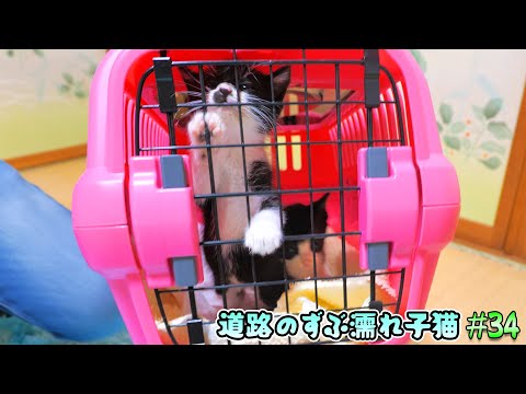 子猫達を初めて病院へ連れて行きました🏥🐈🐈【道路のずぶ濡れ子猫 #34】(YouTube)