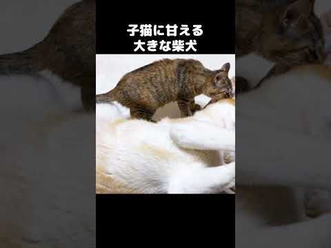 大きな柴犬が小さな子猫に甘えています…　#shorts(YouTube)