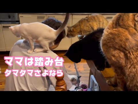 ママを踏み台にした子猫はどうしましょう  そろそろタマタマもバイバイしなくちゃね 【 2023 12 04-2】(YouTube)