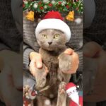 メリークリスマス🎄 #shorts(YouTube)
