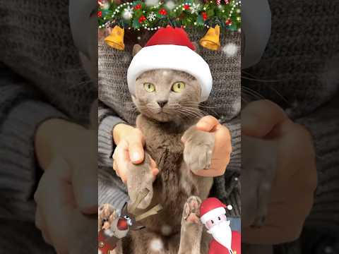 メリークリスマス🎄 #shorts(YouTube)