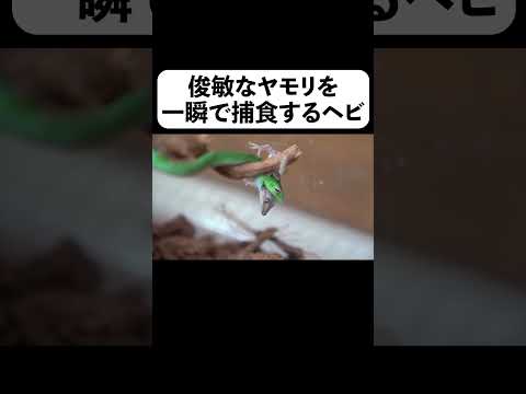 俊敏なヤモリを一瞬で捕食するヘビ(YouTube)