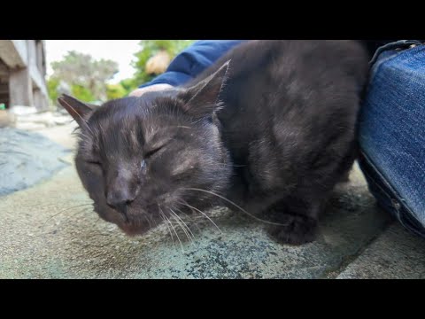 神社の裏にいた黒猫ちゃん、足元に擦り寄ってきてカワイイ(YouTube)