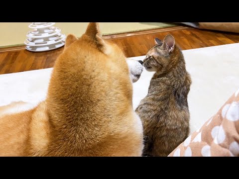 順番に子供猫たちに甘えられてとっても幸せそうな柴犬(YouTube)