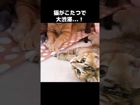 こたつで猫が大渋滞する様子がこちらです…　#shorts(YouTube)