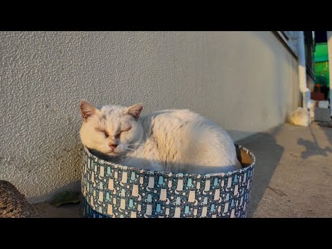 休日の工場の前で寝ている白猫ちゃん(YouTube)
