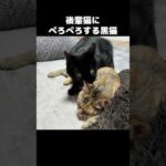 後輩猫にペロペロすることを覚えた黒猫　#shorts(YouTube)