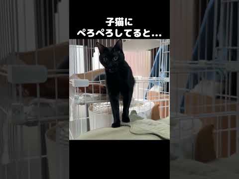 後輩猫にしつこくペロペロをすると最後に…　#shorts(YouTube)