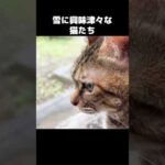 空から降る謎の物体に興味津々な猫　#shorts(YouTube)