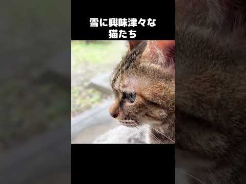 空から降る謎の物体に興味津々な猫　#shorts(YouTube)
