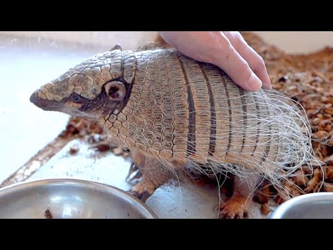 カフェを始めてからアルマジロに変化が起きました(YouTube)
