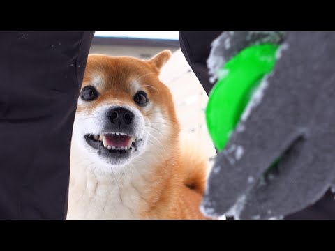 落ち込む柴犬を全力で励ましたら‥こうなった。(YouTube)