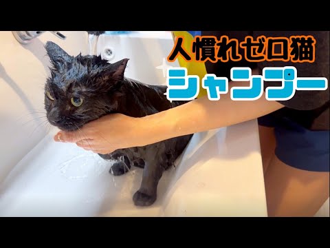 また岩の様な毛玉ができる前に黒猫のシャンプーをします(YouTube)