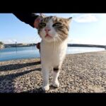 漁港に行くと、つい最近まで子猫だったキジシロ猫がお出迎えしてくれた(YouTube)