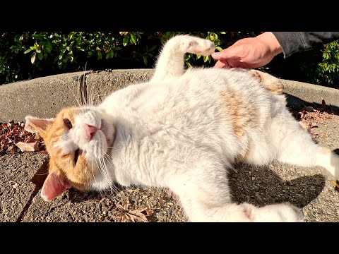 太った茶シロ猫をモフっていたら立派なお腹を見せて甘えてきた(YouTube)