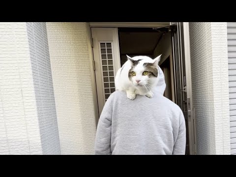 「いっさい歩かへん散歩」を満喫した猫(YouTube)