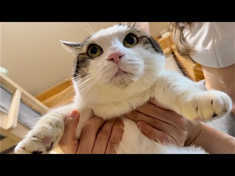 顎ニキビに要注意な猫のアゴ毛を刈りました(YouTube)