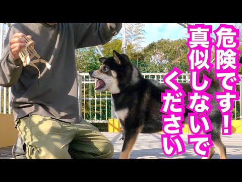 【噛み犬】飼い主に７針縫う大怪我を負わした柴犬に口輪とブラシトレーニング(YouTube)