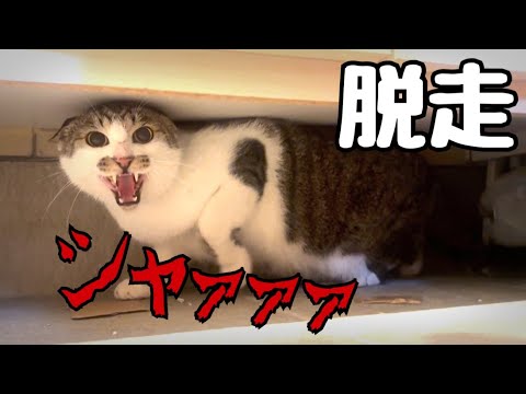 保護した野良猫が朝起きたら脱走していました(YouTube)