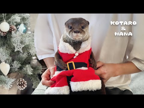 まるで人間みたいなサンタカワウソがケーキを爆食するクリスマス　Otters Have A Very Merry Christmas Party!(YouTube)