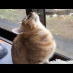 初めての雪を不思議そうに見つめる子猫と雪＝食材と勘違いしてる柴犬(YouTube)