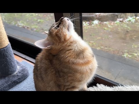 初めての雪を不思議そうに見つめる子猫と雪＝食材と勘違いしてる柴犬(YouTube)