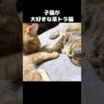 大好きな子猫のそばでペロペロする茶トラ猫　#shorts(YouTube)