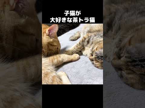大好きな子猫のそばでペロペロする茶トラ猫　#shorts(YouTube)