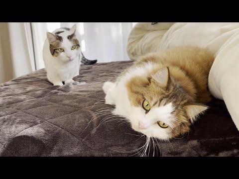 寝室でほのぼのとくつろぐ猫の抜け毛がスゴかった(YouTube)