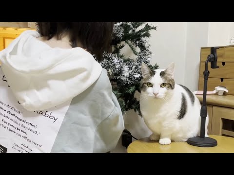 クリスマスツリーの飾りつけをする娘を見守る猫(YouTube)