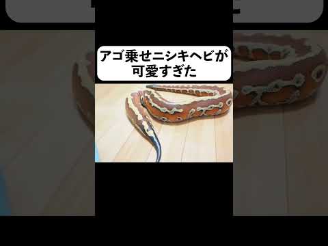 アゴ乗せニシキヘビが可愛すぎた(YouTube)