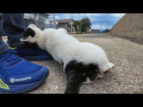 海辺の道で出会った野良猫が足元に擦り寄ってきてカワイイ(YouTube)