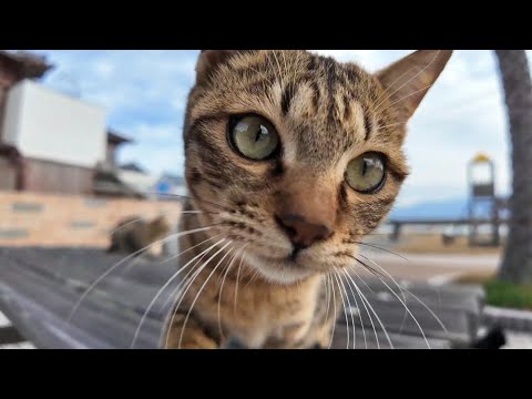 【今週の感動猫動画】今週撮った短い未公開動画まとめて公開-unreleased video of this week-2023/12/1w(YouTube)